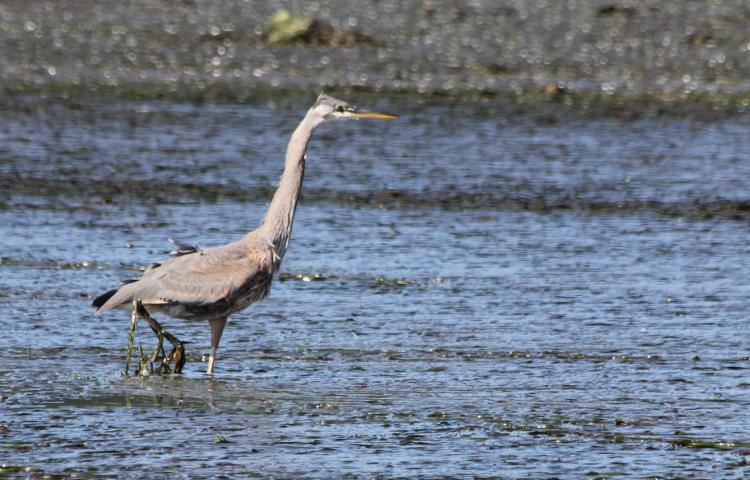 GBH on the Prowl for Lunch